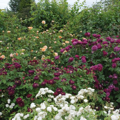 Rosa Tuscany Superb - purper - Stamroos - Eenvoudige bloemenbossige kroonvorm